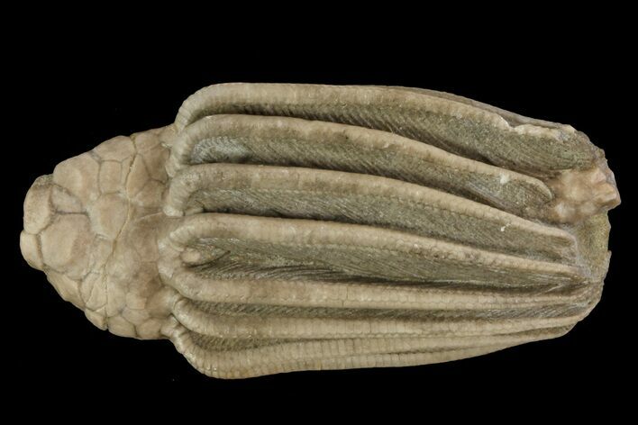 Crinoid (Macrocrinus) Fossil - Crawfordsville, Indiana #78259